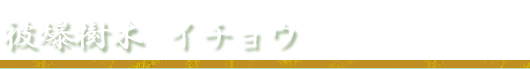 被爆樹木イチョウ